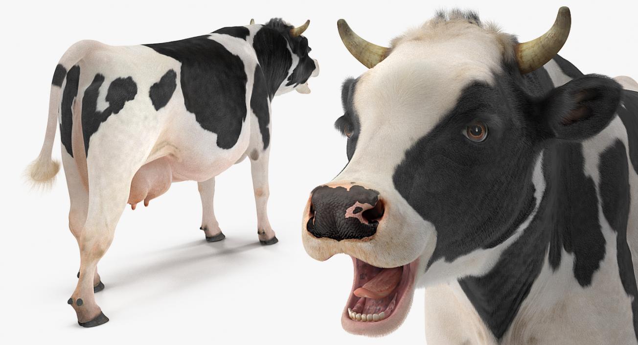 3D Animated Cow Collection model