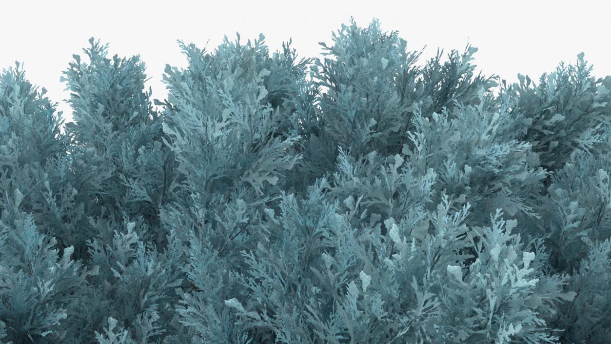 3D model Savin Juniper Large Shrub Blue