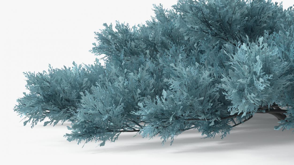 3D model Savin Juniper Large Shrub Blue