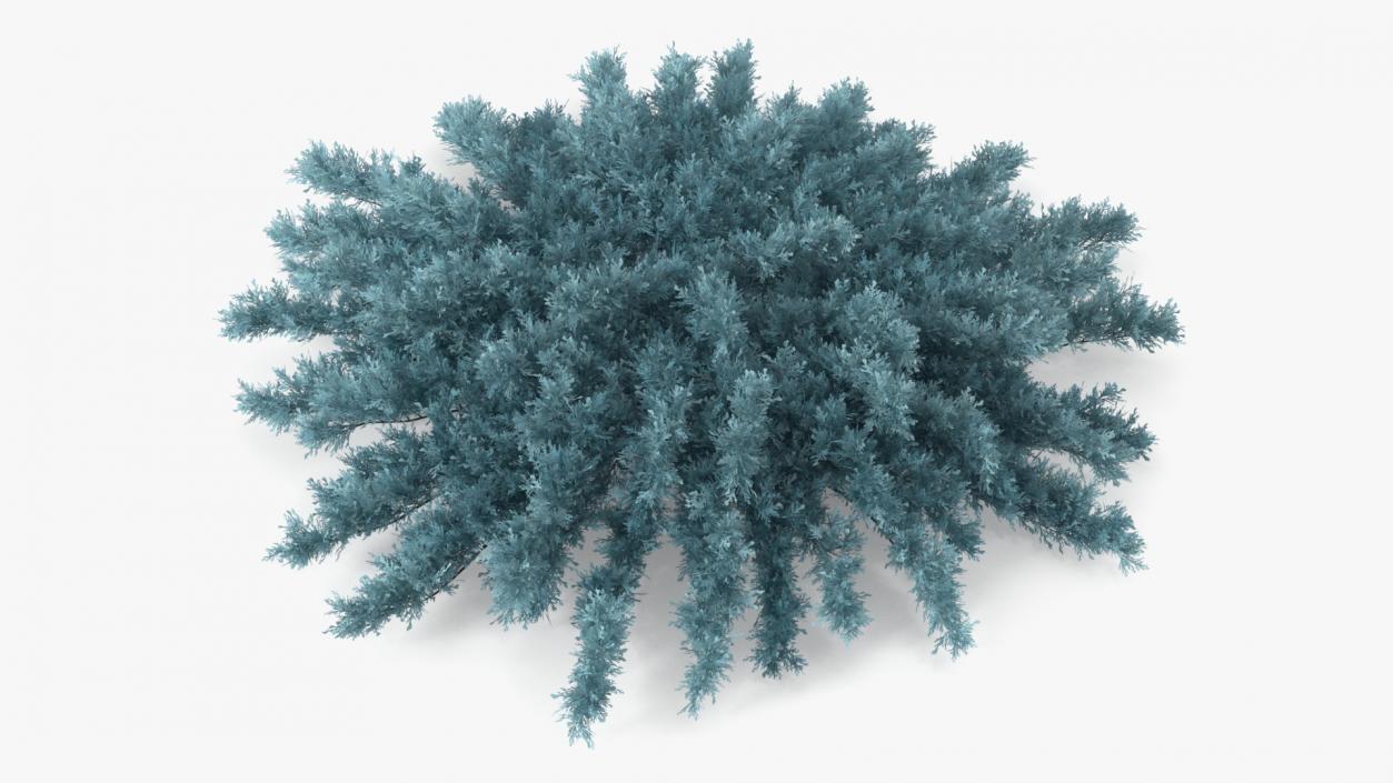 3D model Savin Juniper Large Shrub Blue