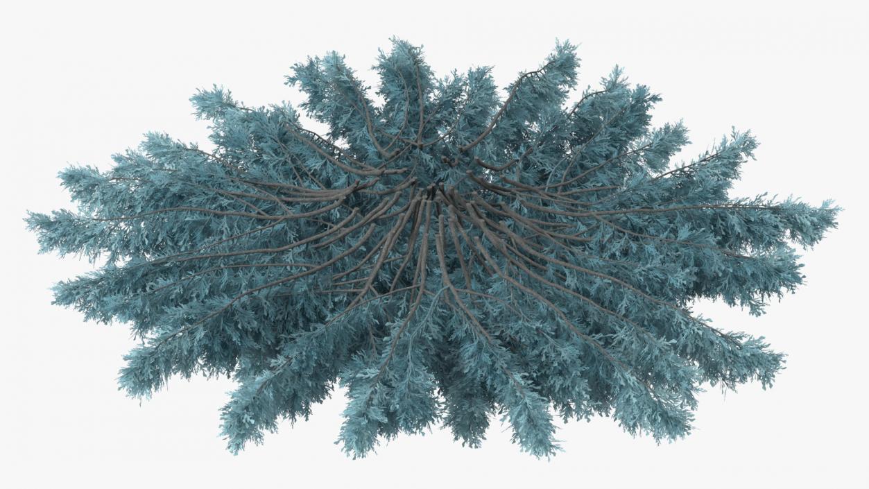 3D model Savin Juniper Large Shrub Blue