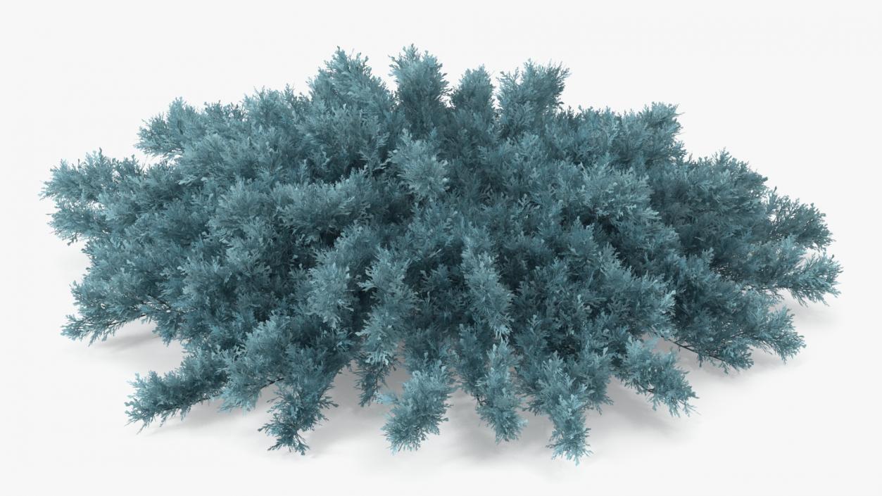 3D model Savin Juniper Large Shrub Blue