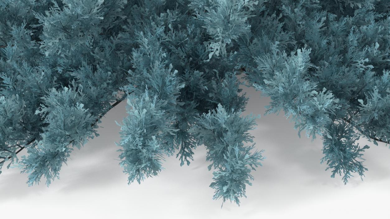 3D model Savin Juniper Large Shrub Blue