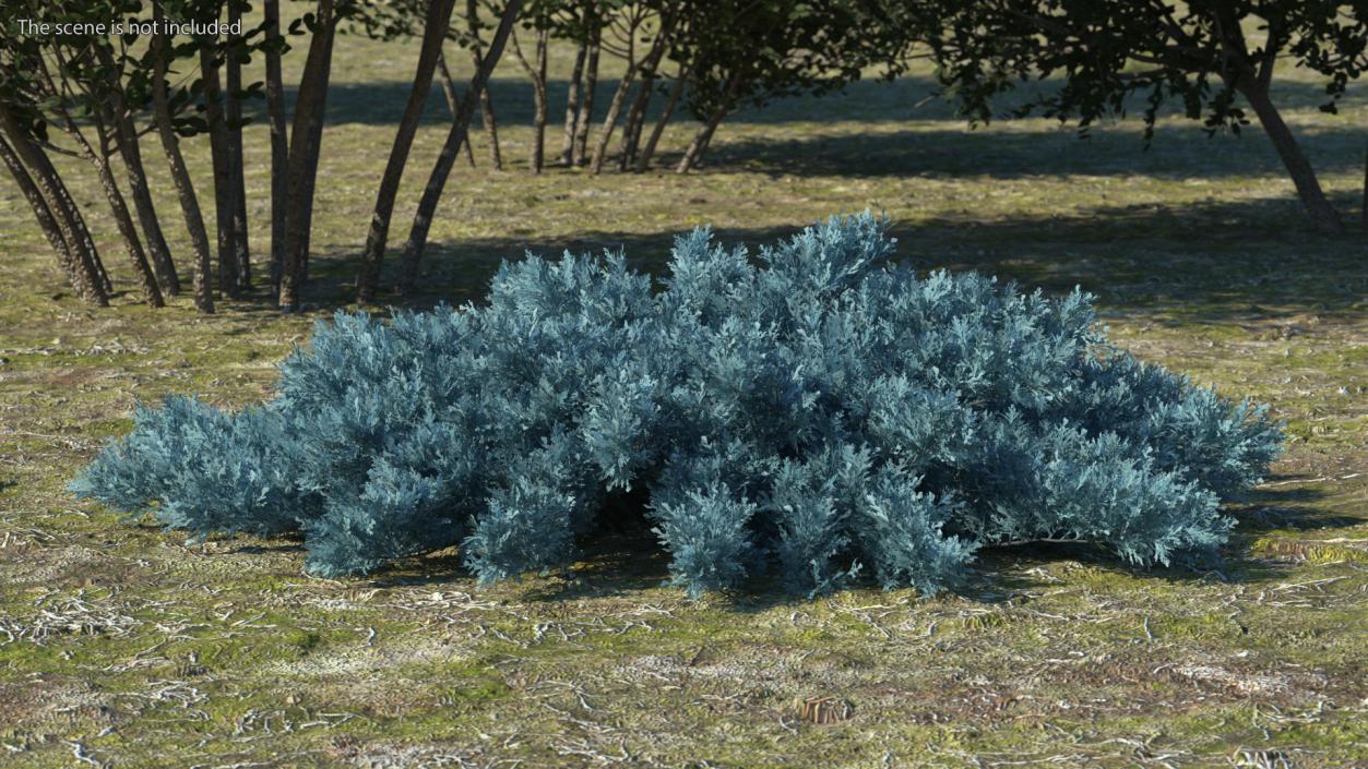 3D model Savin Juniper Large Shrub Blue