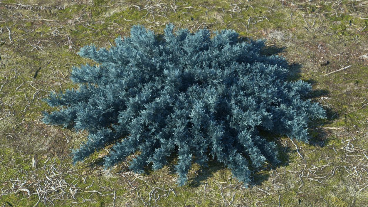 3D model Savin Juniper Large Shrub Blue