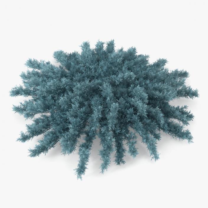 3D model Savin Juniper Large Shrub Blue