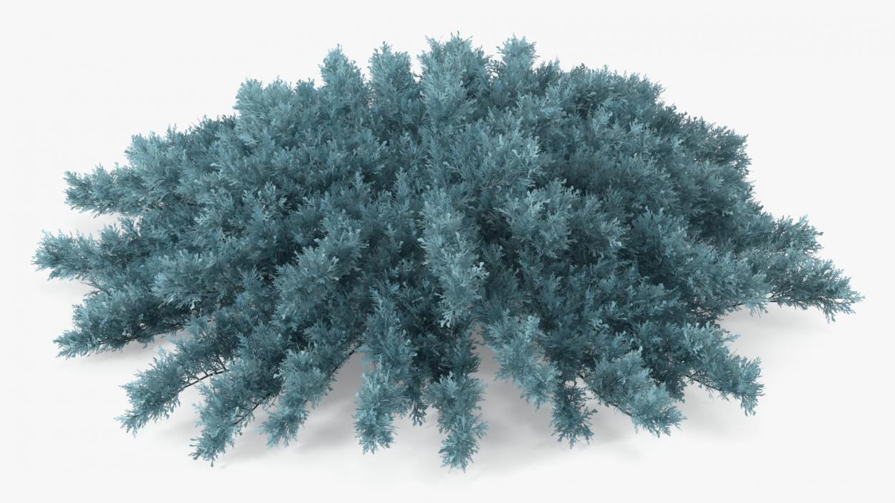 3D model Savin Juniper Large Shrub Blue