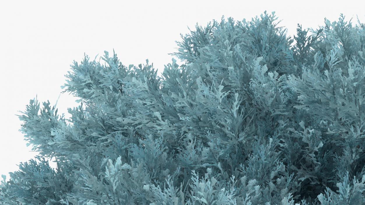 3D model Savin Juniper Large Shrub Blue