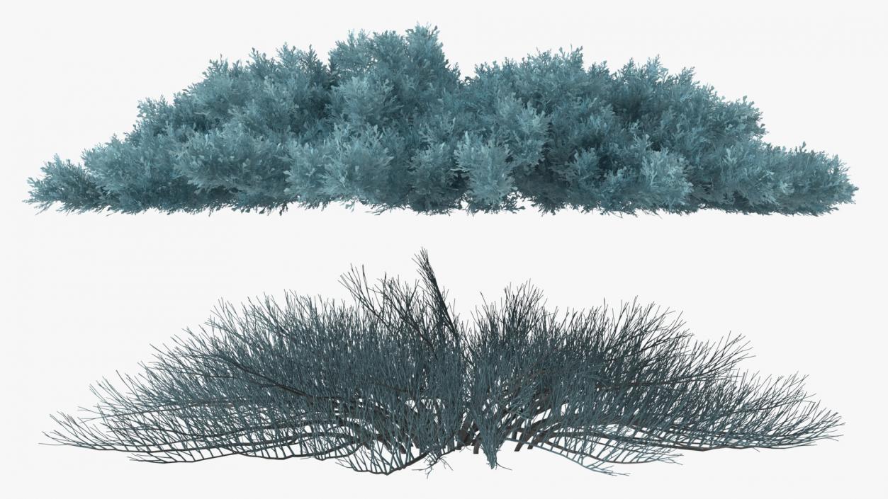 3D model Savin Juniper Large Shrub Blue