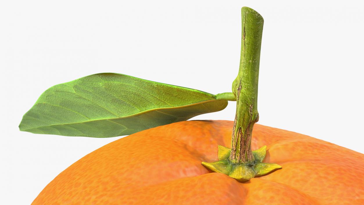 3D Mandarin with Leaf model