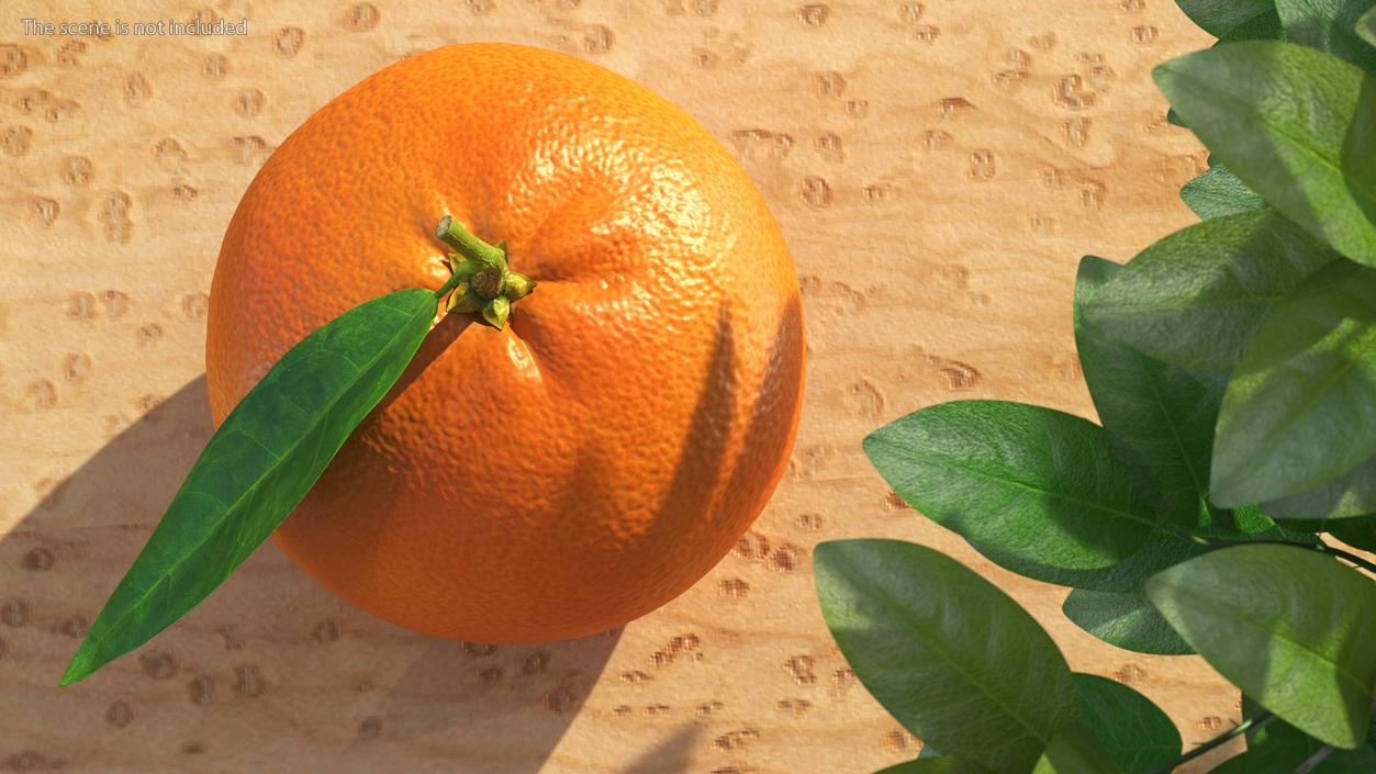 3D Mandarin with Leaf model