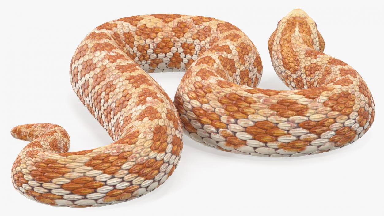 3D Beige Hognose Snake Attack Pose