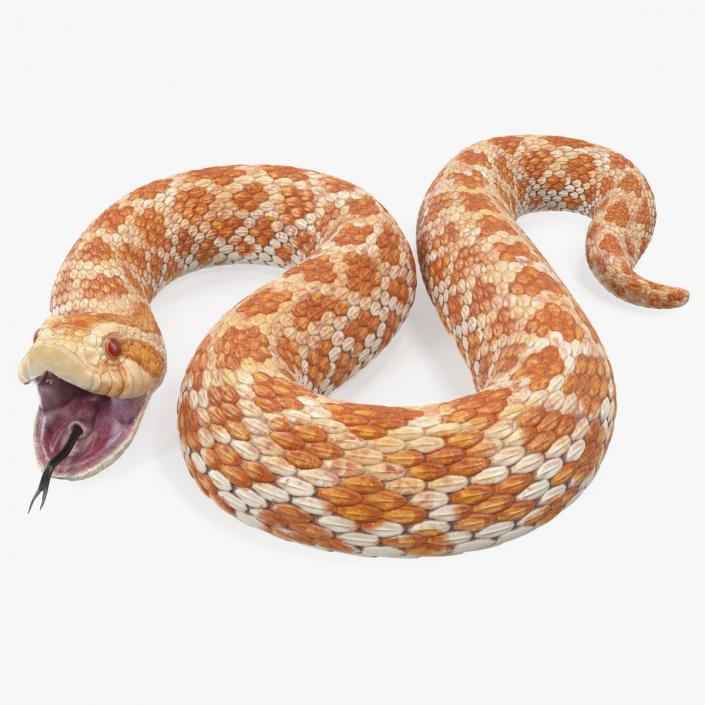 3D Beige Hognose Snake Attack Pose