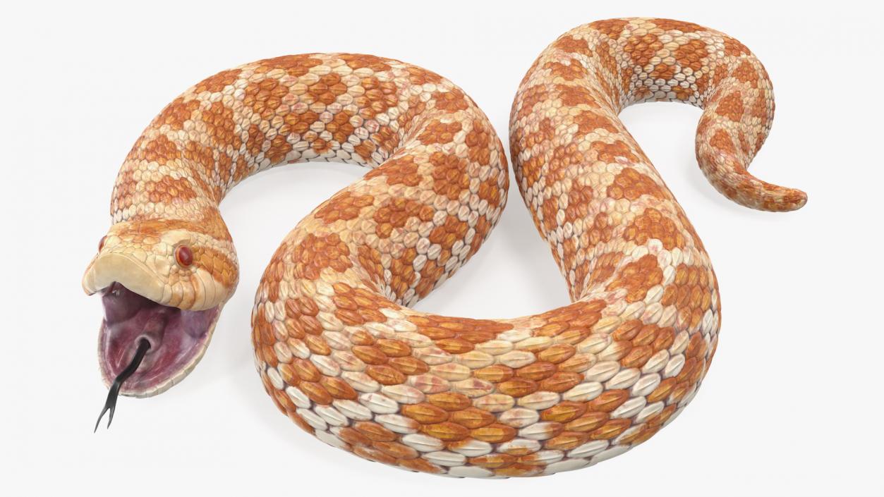 3D Beige Hognose Snake Attack Pose