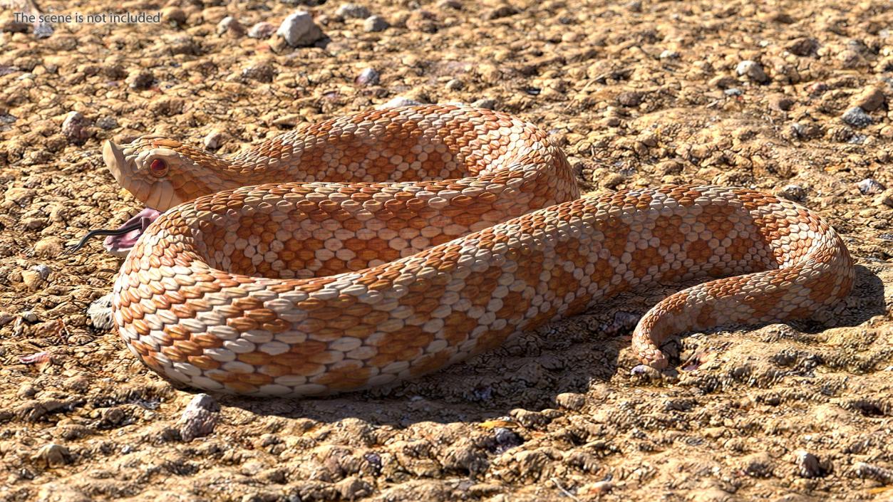 3D Beige Hognose Snake Attack Pose