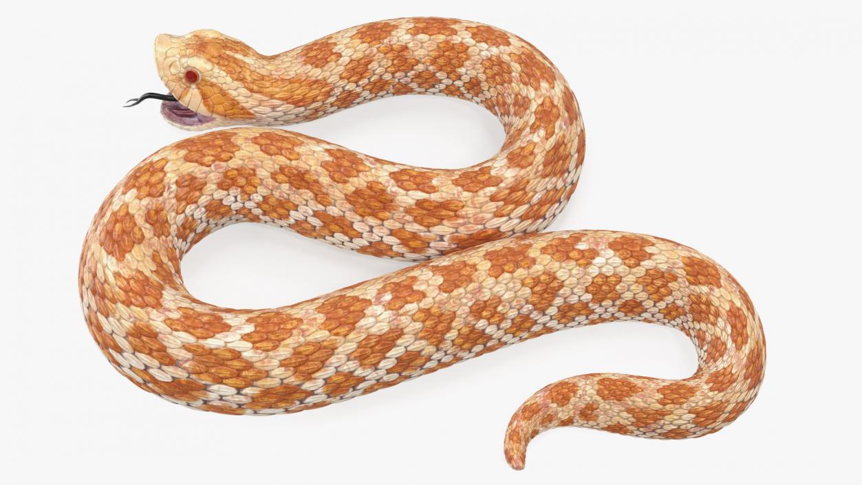 3D Beige Hognose Snake Attack Pose