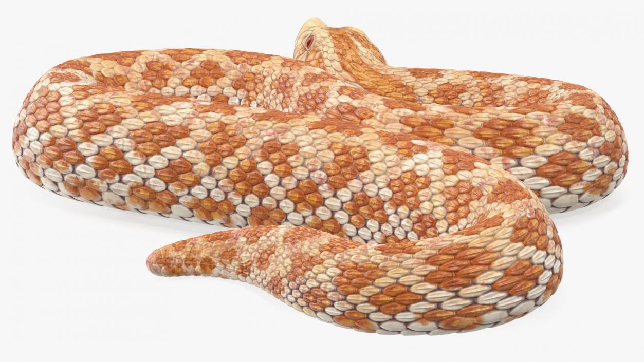 3D Beige Hognose Snake Attack Pose