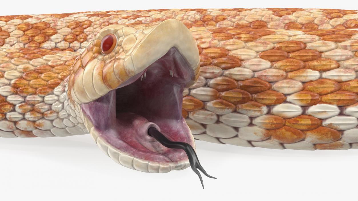 3D Beige Hognose Snake Attack Pose