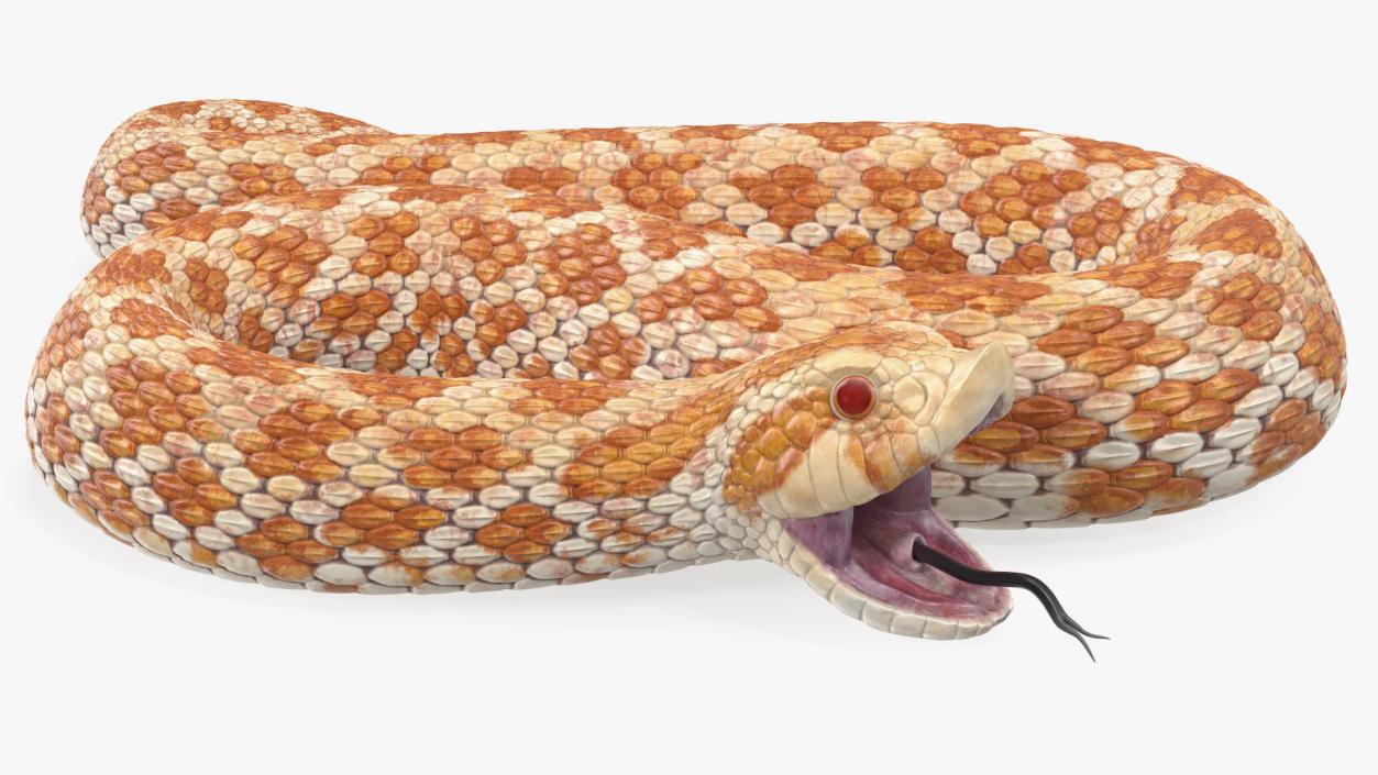 3D Beige Hognose Snake Attack Pose