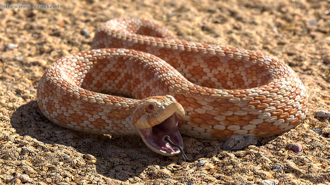 3D Beige Hognose Snake Attack Pose