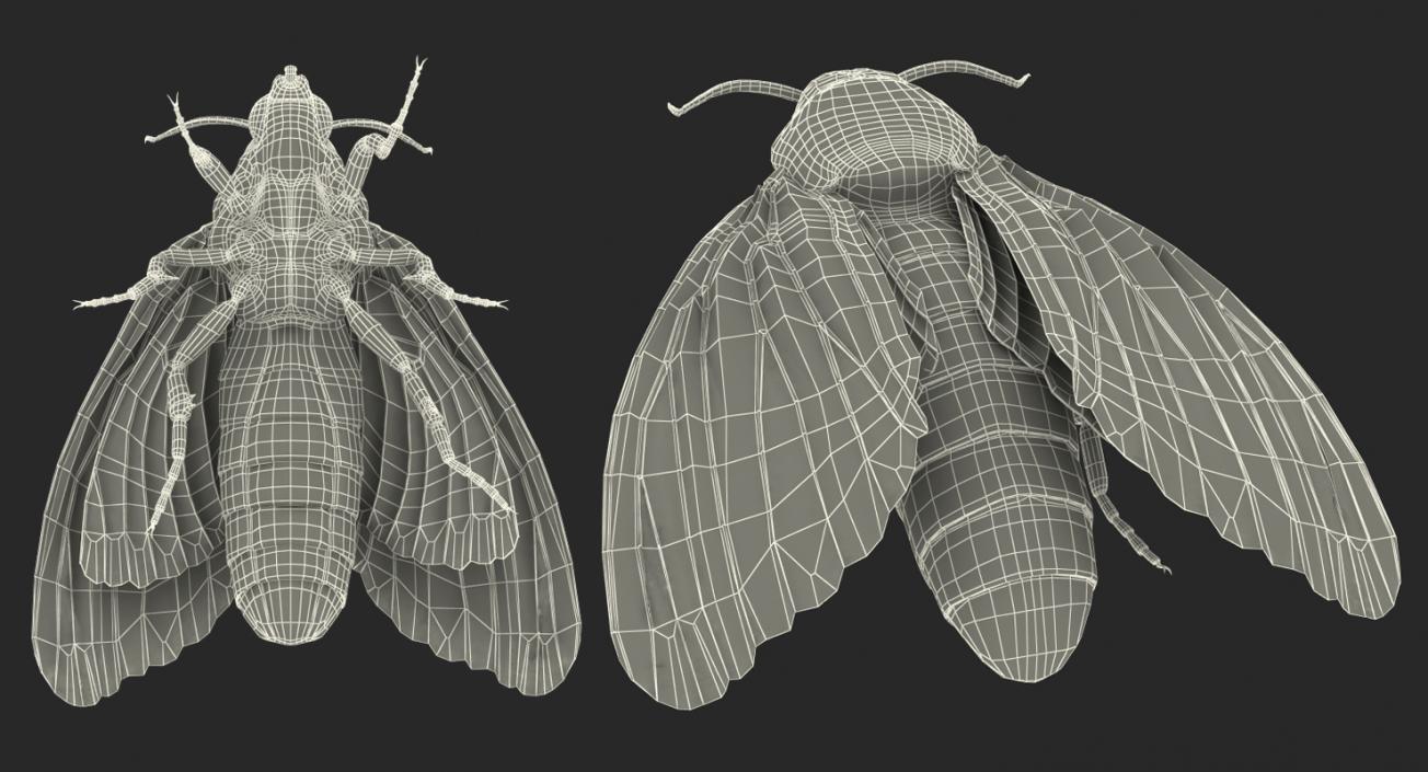 Acherontia Atropos with Fur 3D