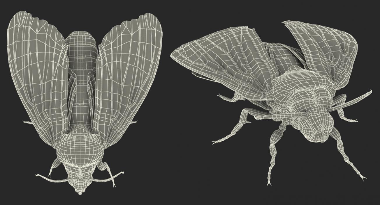 Acherontia Atropos with Fur 3D