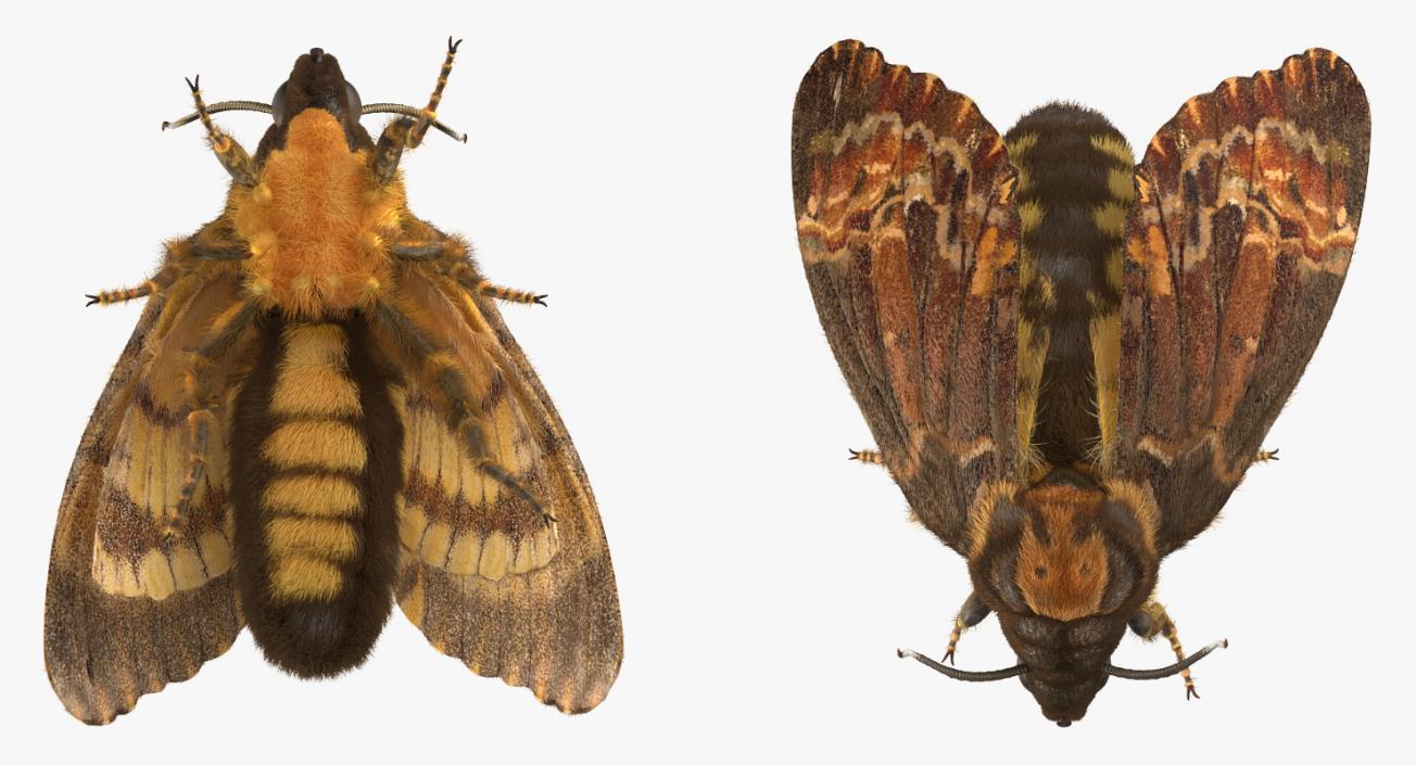 Acherontia Atropos with Fur 3D