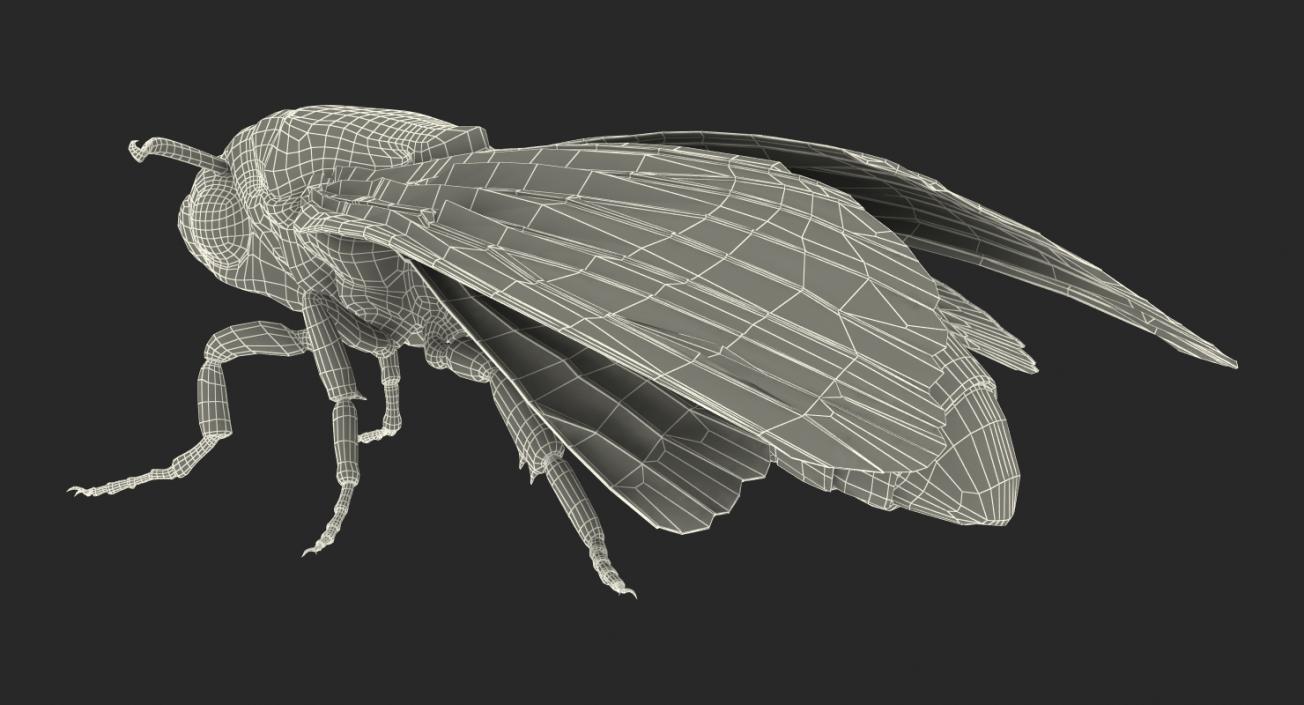 Acherontia Atropos with Fur 3D