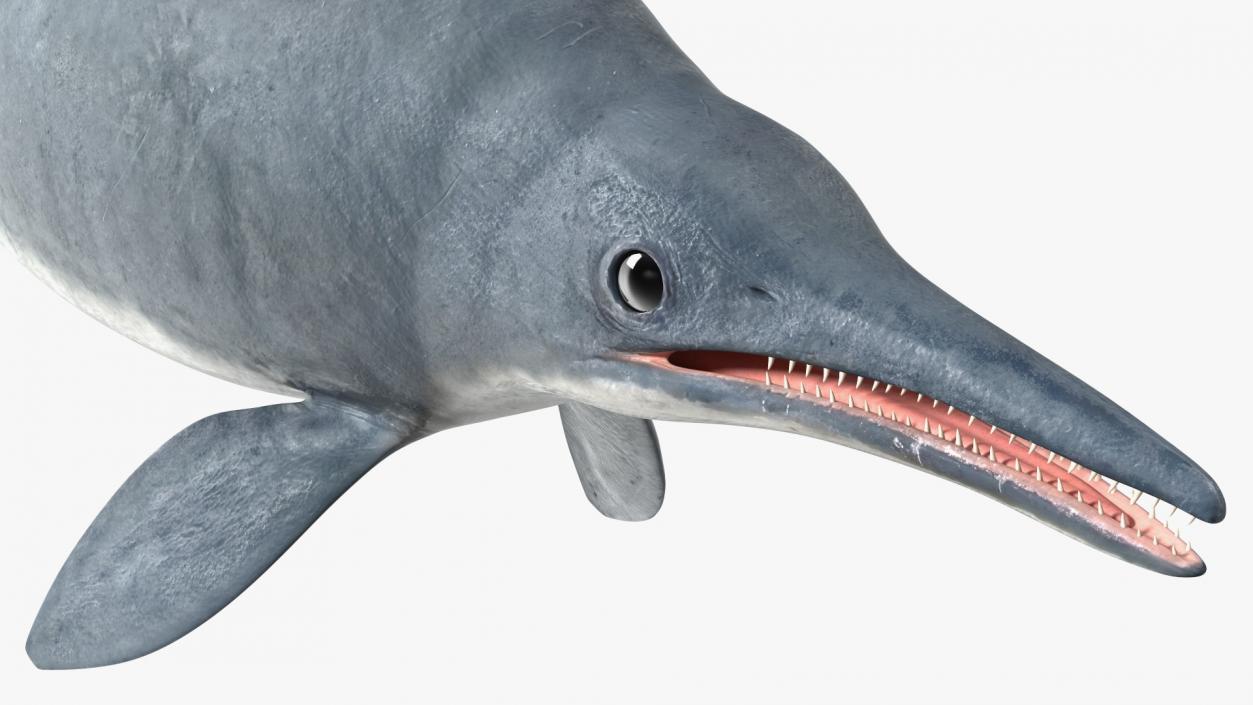 Ichthyosaur Rigged for Maya 3D