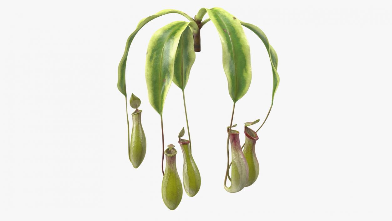 Nepenthes Alata Flower 3D