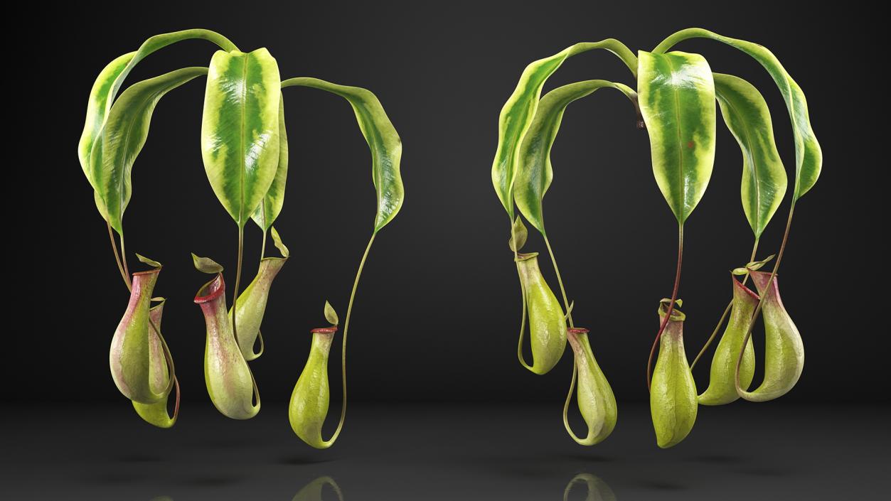 Nepenthes Alata Flower 3D