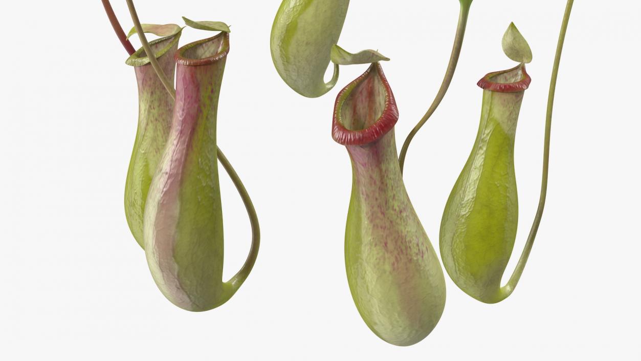 Nepenthes Alata Flower 3D