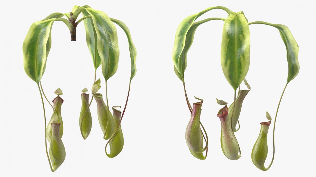 Nepenthes Alata Flower 3D