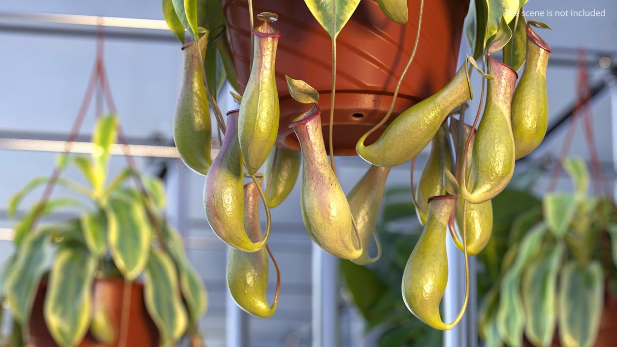 Nepenthes Alata Flower 3D