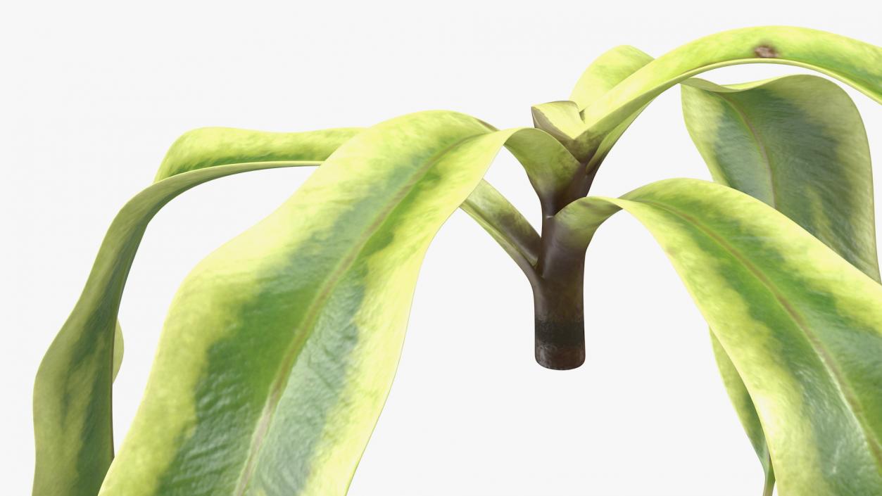 Nepenthes Alata Flower 3D