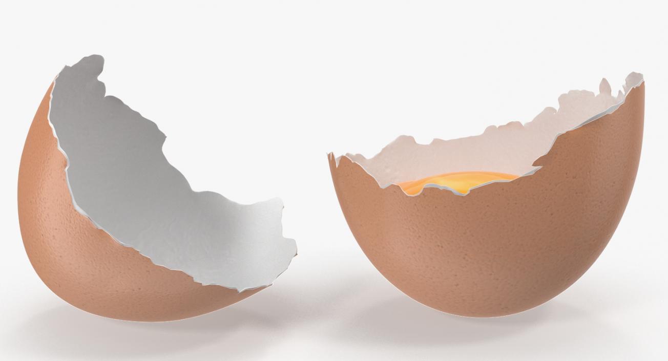 Broken Chicken Egg Shell 3D model