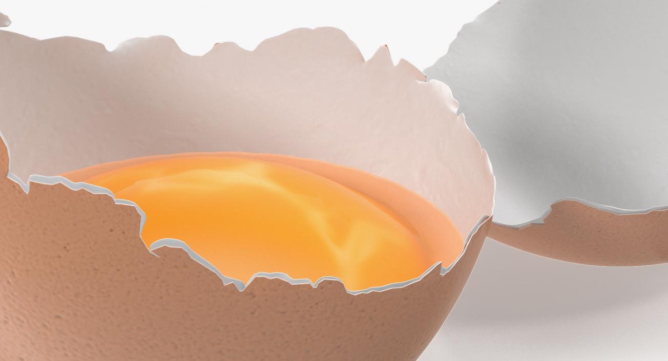 Broken Chicken Egg Shell 3D model