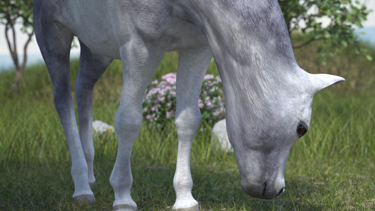 White Shetland Pony in Grazing Pose 2 3D