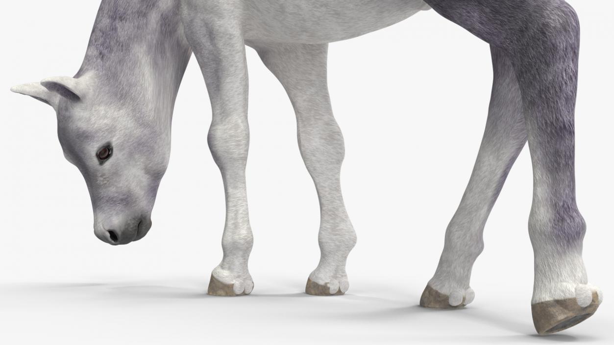 White Shetland Pony in Grazing Pose 2 3D