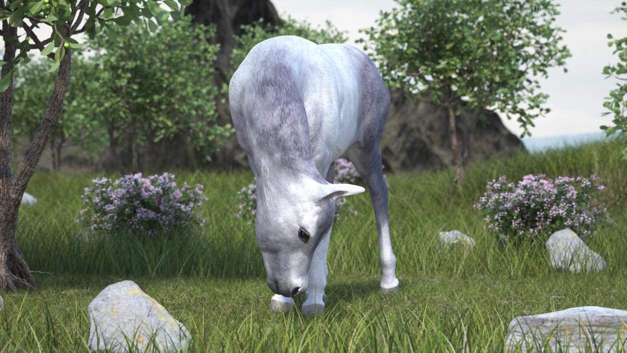 White Shetland Pony in Grazing Pose 2 3D