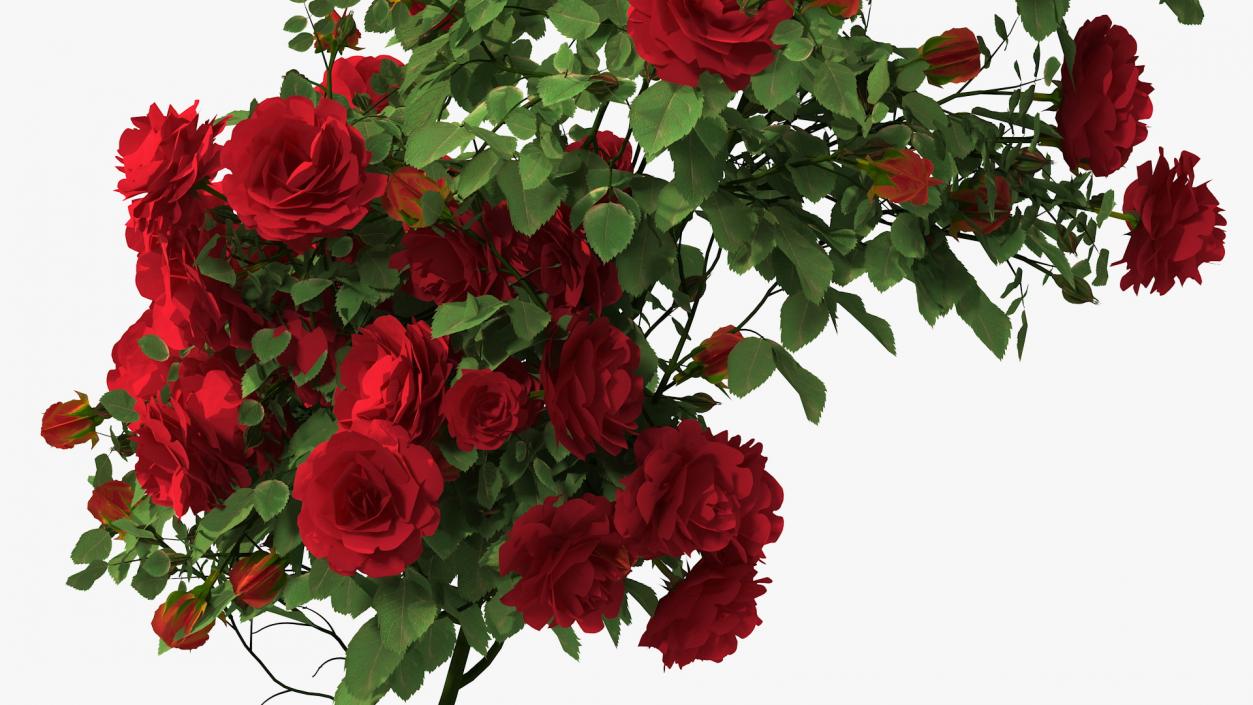 3D Branch Curly Roses model