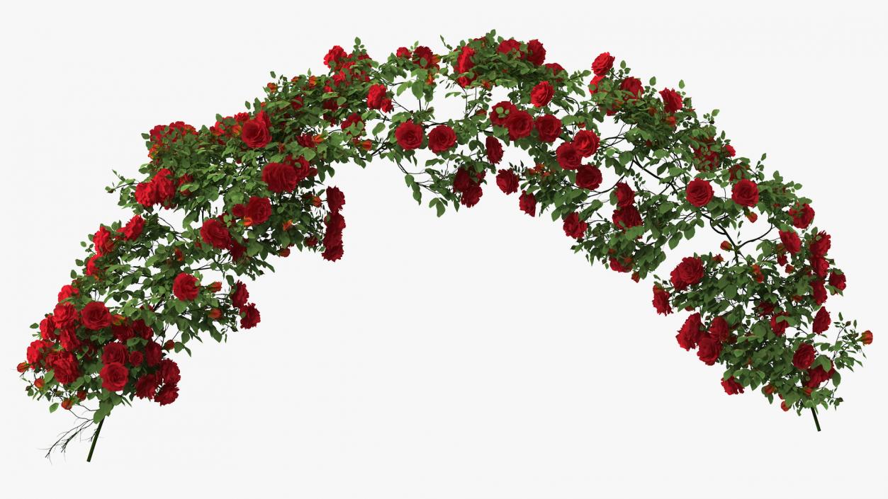 3D Branch Curly Roses model