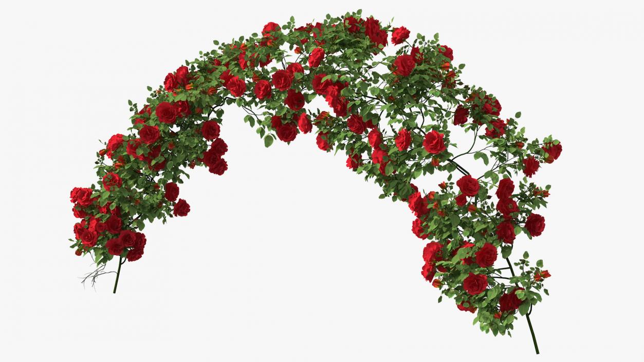 3D Branch Curly Roses model