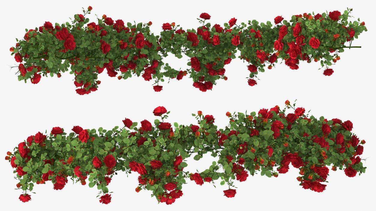 3D Branch Curly Roses model