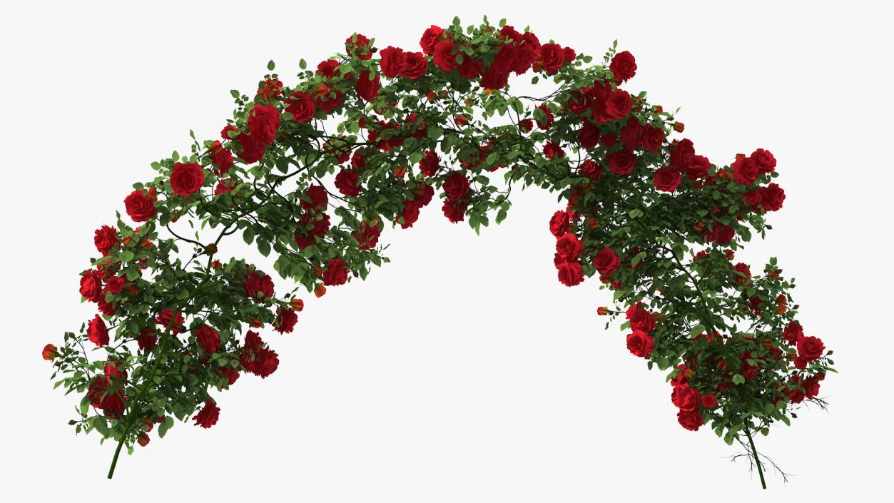 3D Branch Curly Roses model