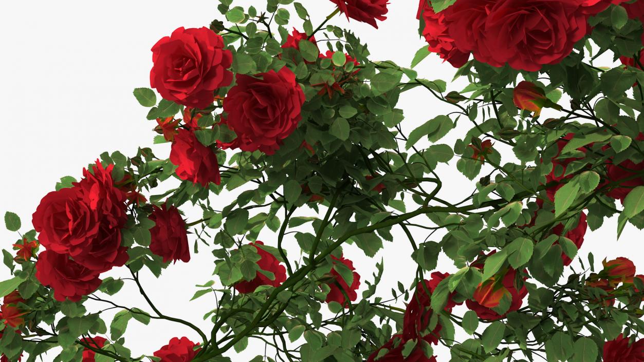 3D Branch Curly Roses model