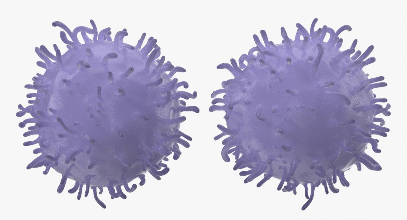 3D model Lymphocyte