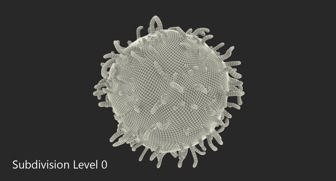 3D model Lymphocyte