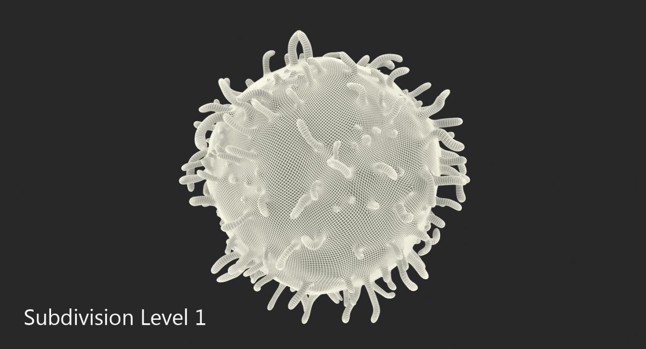 3D model Lymphocyte