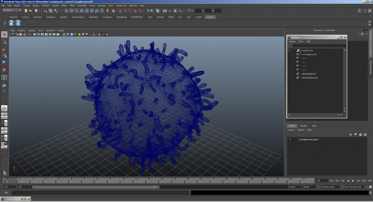 3D model Lymphocyte